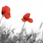 iStock_000008720640Large
